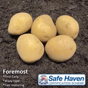 Foremost seed potatoes - 10 tubers or 2kg nets