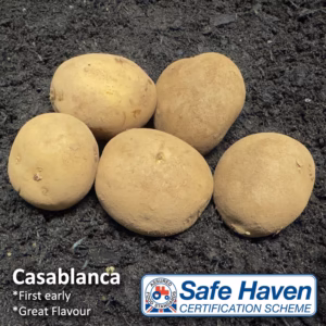 Casablanca seed potatoes - 10 Tubers