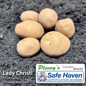 Lady Christl seed potatoes - 10 tubers